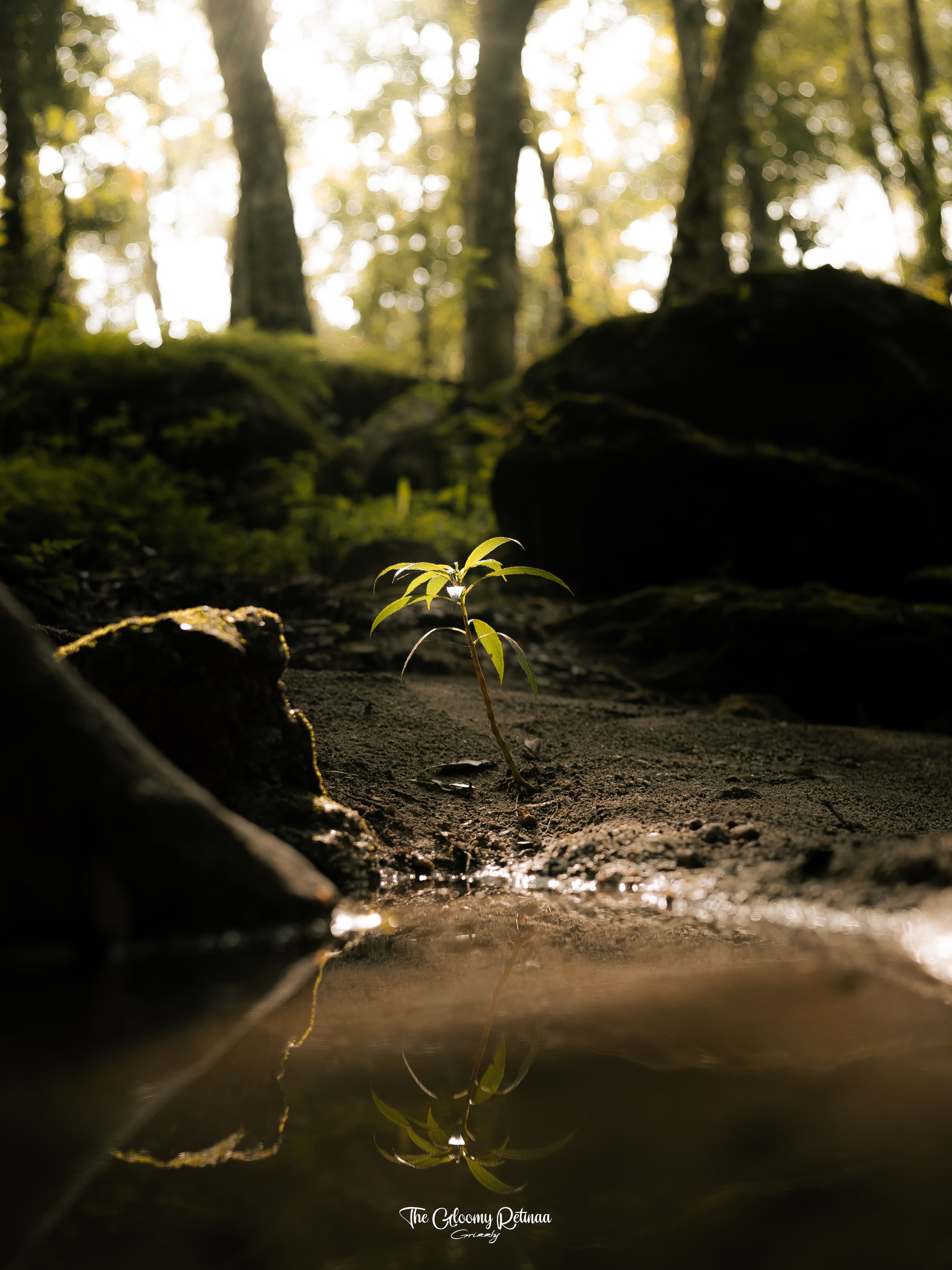 gallery-photo