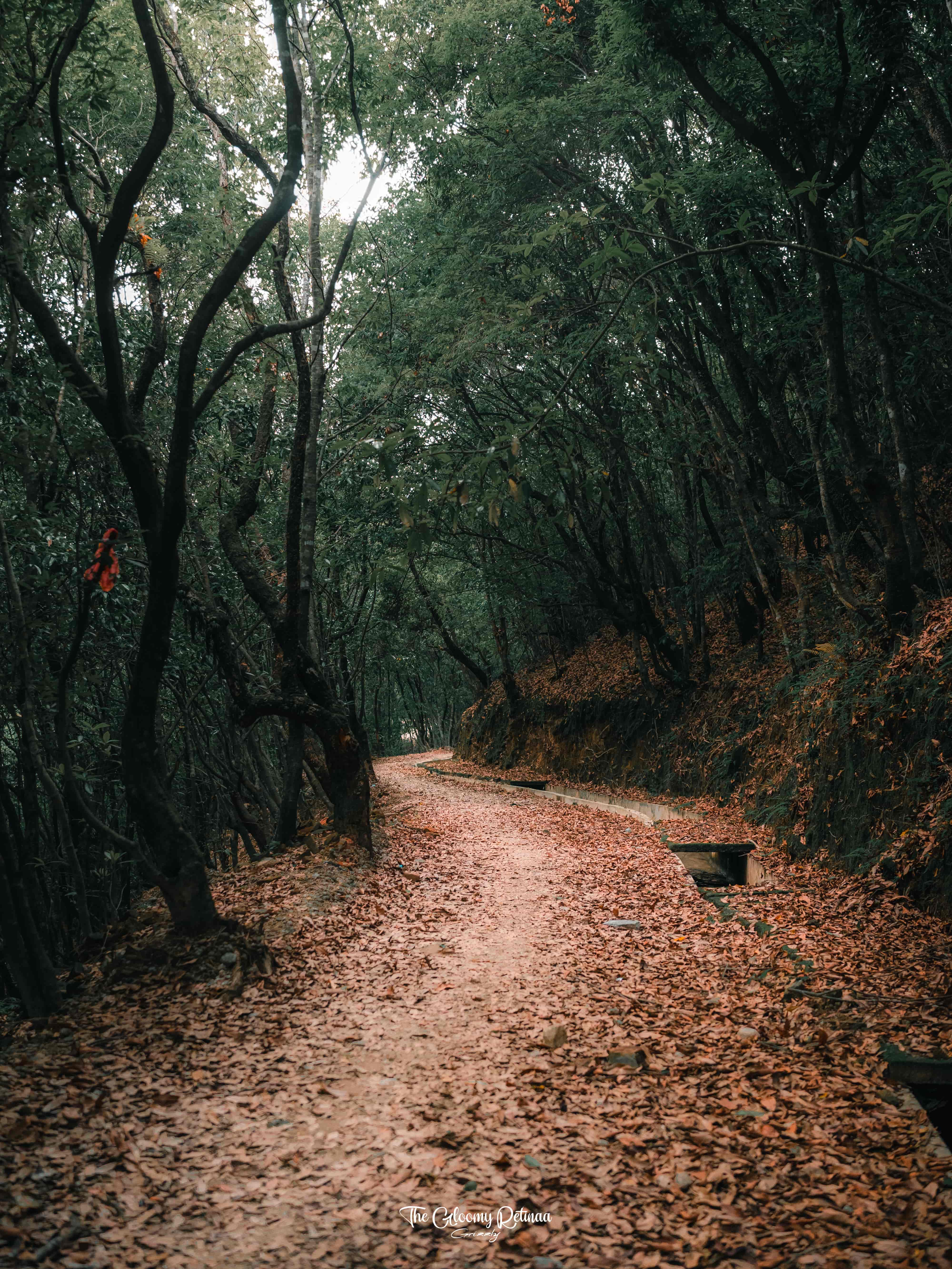 gallery-photo